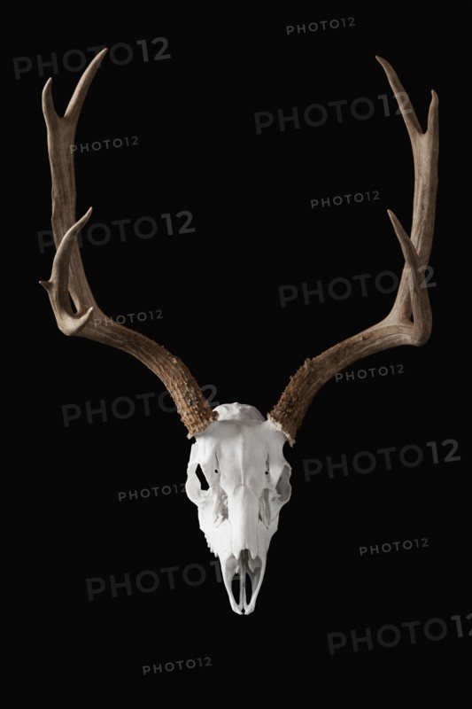 Deer skull on black background. Photo : Mike Kemp