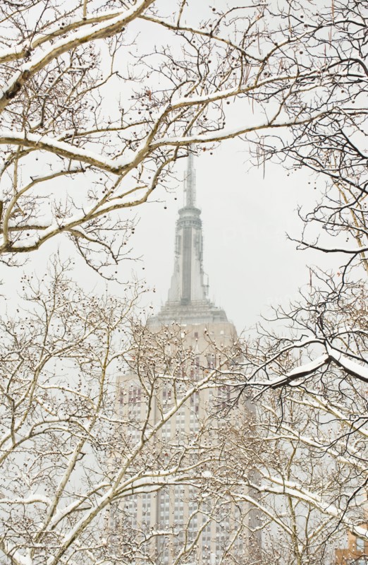 Snow covered tree branches, Empire State Building in background.