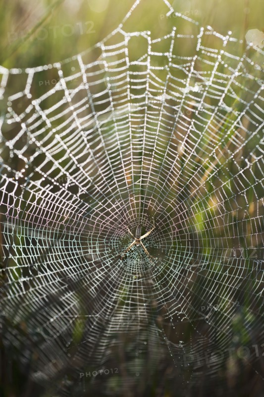 USA, South Dakota, Spider in web in Badlands National Park.