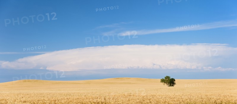 Lone tree growing on wheat field.