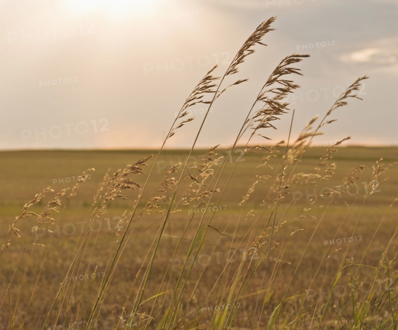Buffalo Gap National Grasslands, Grass on field.