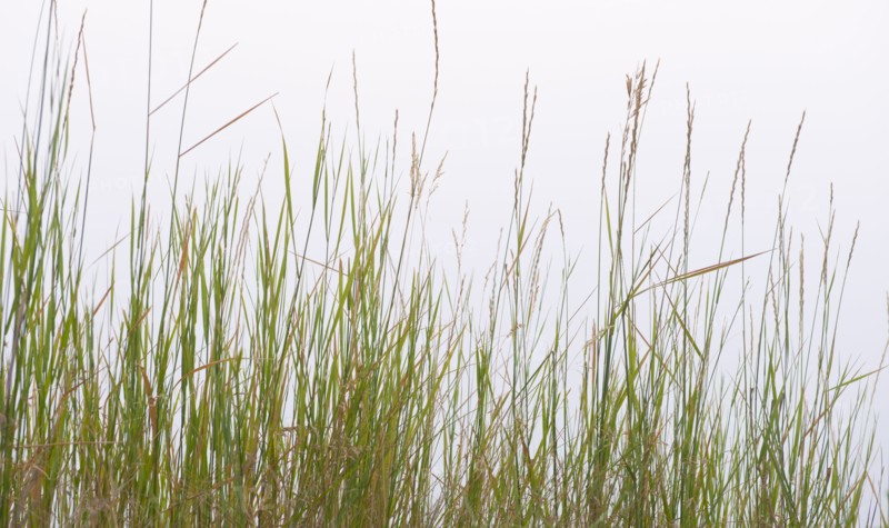 Prairie grass.