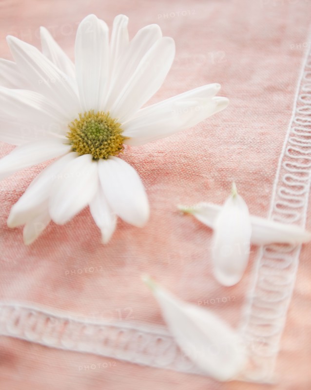 Daisy flower with petals on tablecloth, close-up. Photo : Jamie Grill
