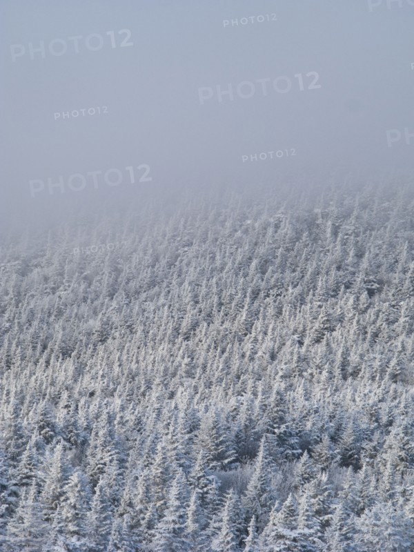 Snow covered forest. Photo : Johannes Kroemer