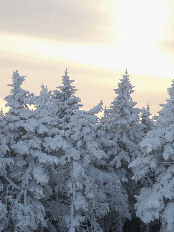 Snow covered forest. Photo : Johannes Kroemer