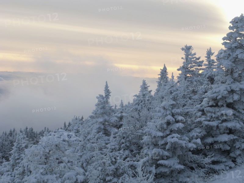Snow covered forest. Photo : Johannes Kroemer