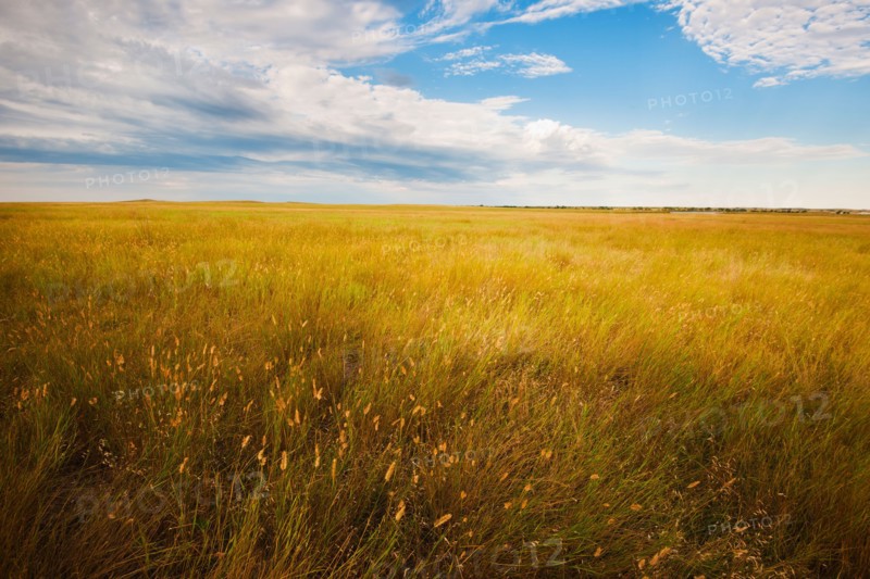 Prairie grass.