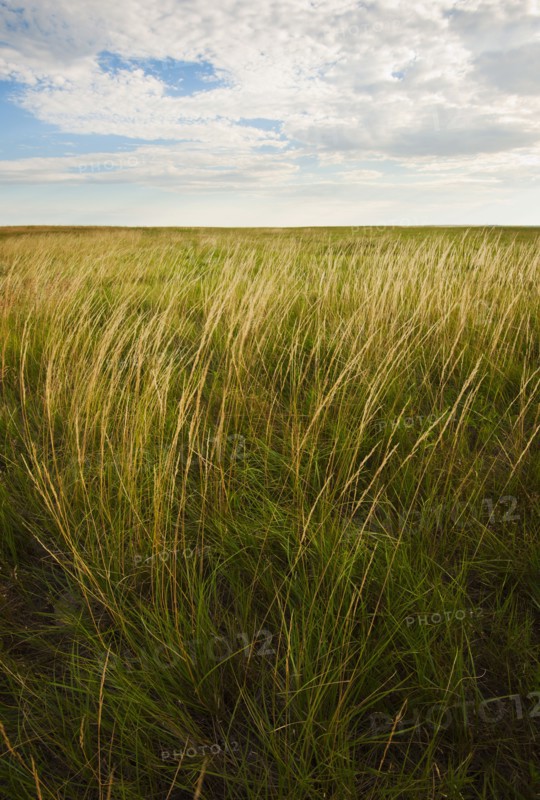 Prairie grass.