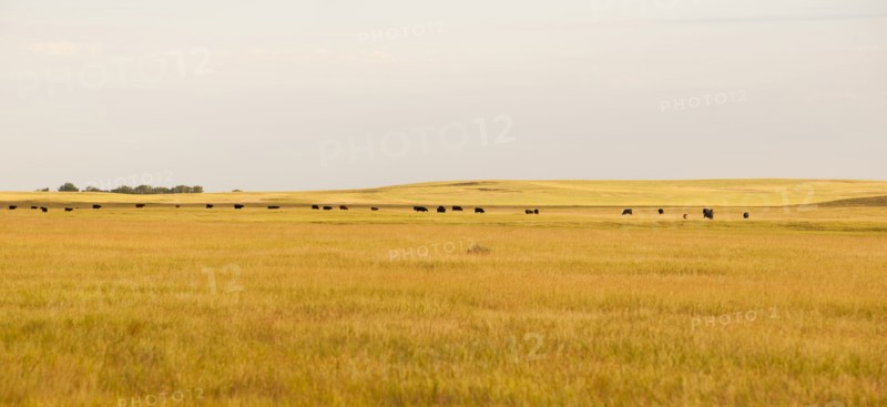 Prairie grass.