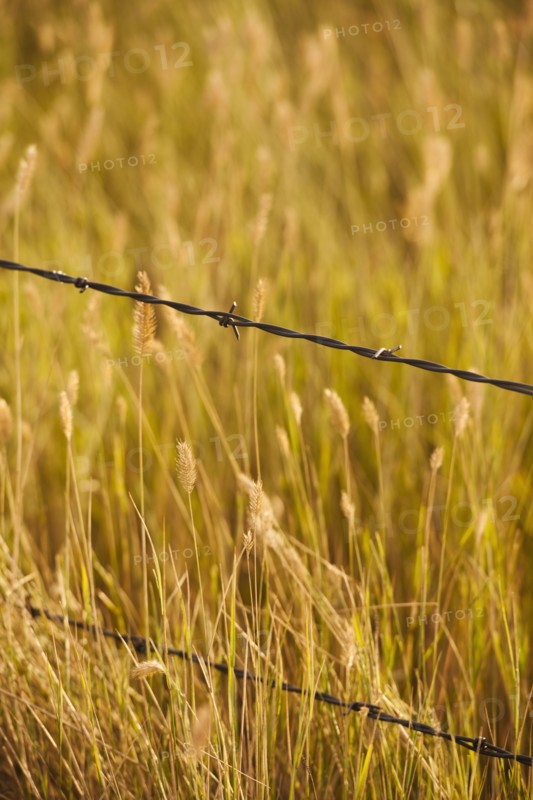 Close-up of barbed wire fence in yellow prairie grass.