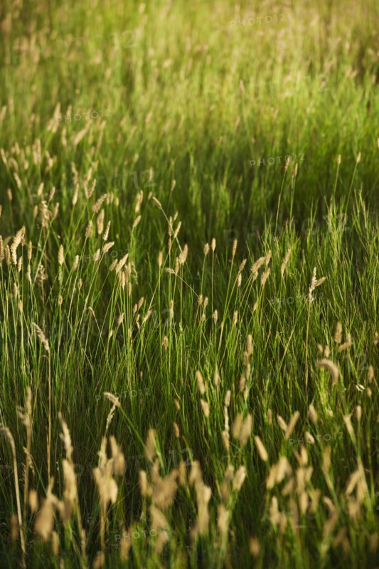 Green prairie grass.