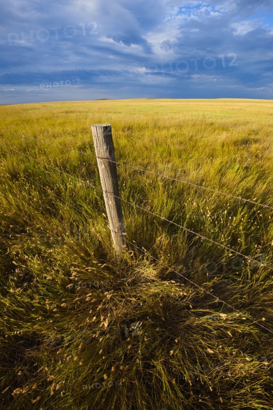 Fence in prairie grass.