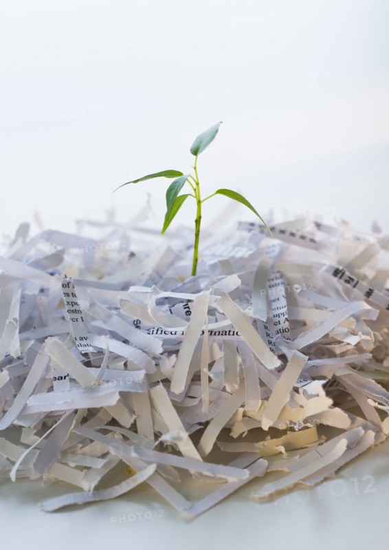 Close up of plant growing from shredded paper.