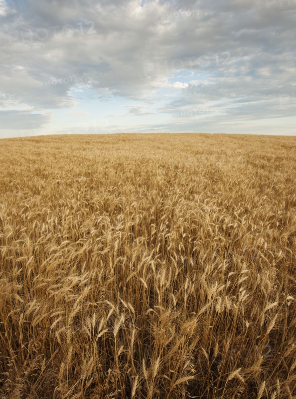 Wheat field.