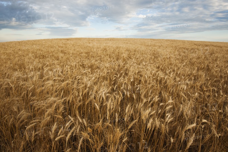 Wheat field.