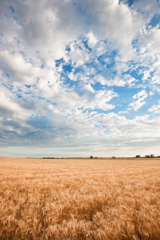 Wheat field.