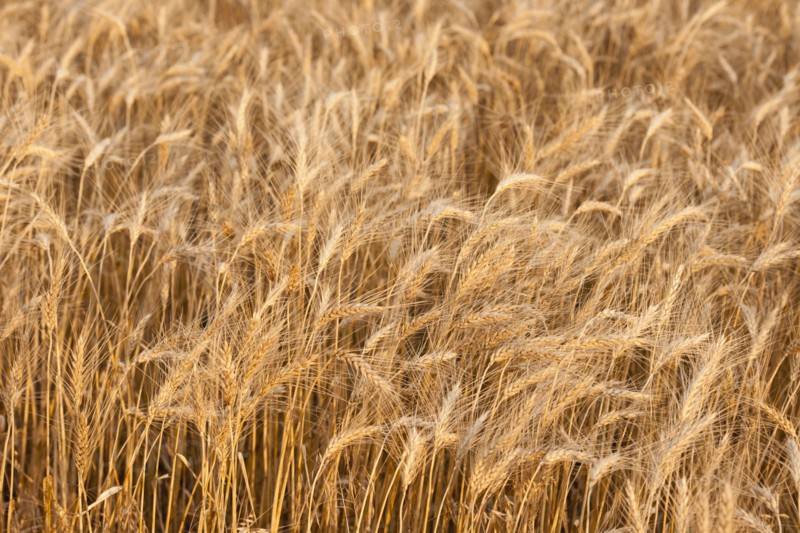 Wheat field.
