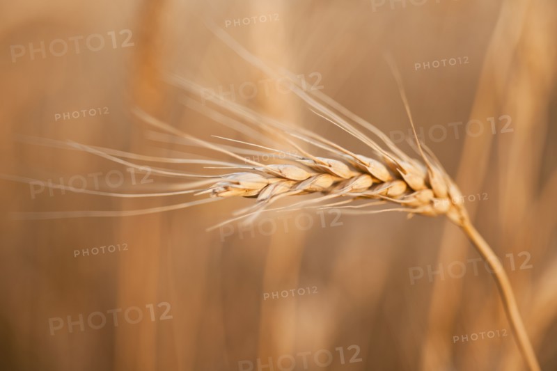 Single wheat seed stem on field.