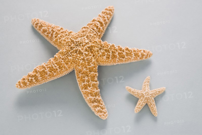 Two contrasting starfish. Photo : Chris Hackett
