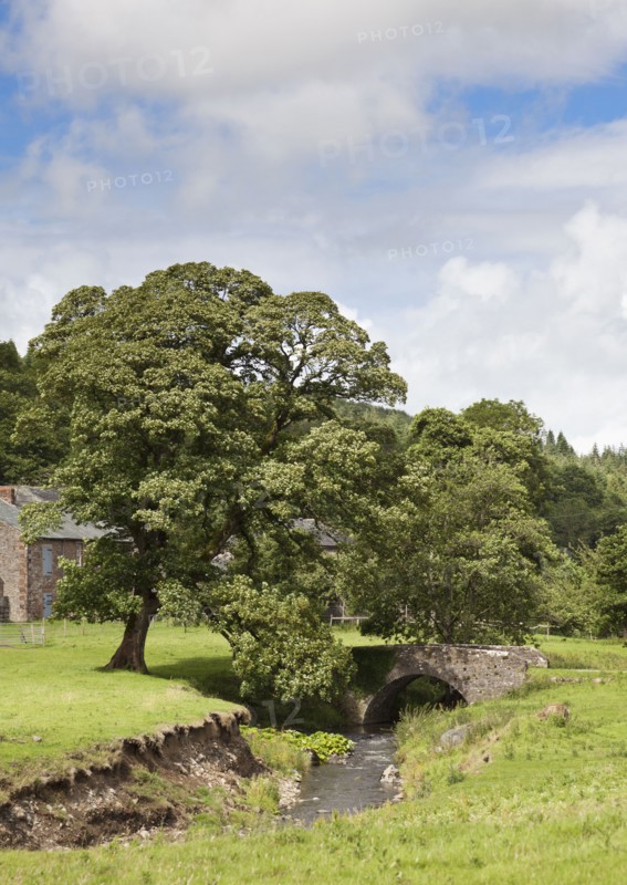 Trees by stream. Photo : Jon Boyes