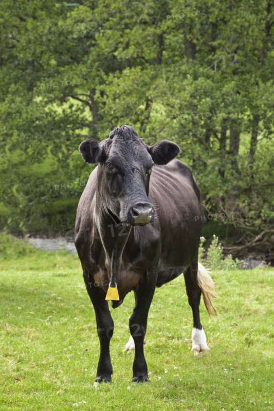 Cow in field. Photo : Jon Boyes