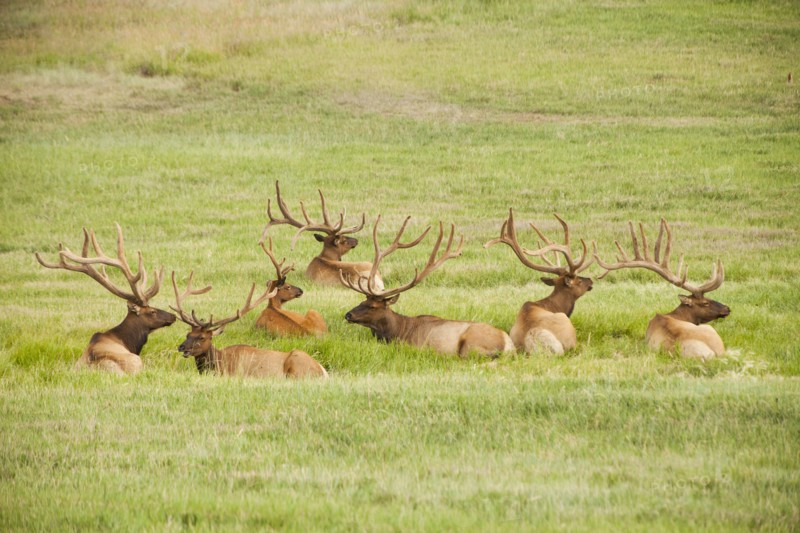 Group of bull Elk (Cervus canadensis) lying in field. Photo : Mike Kemp