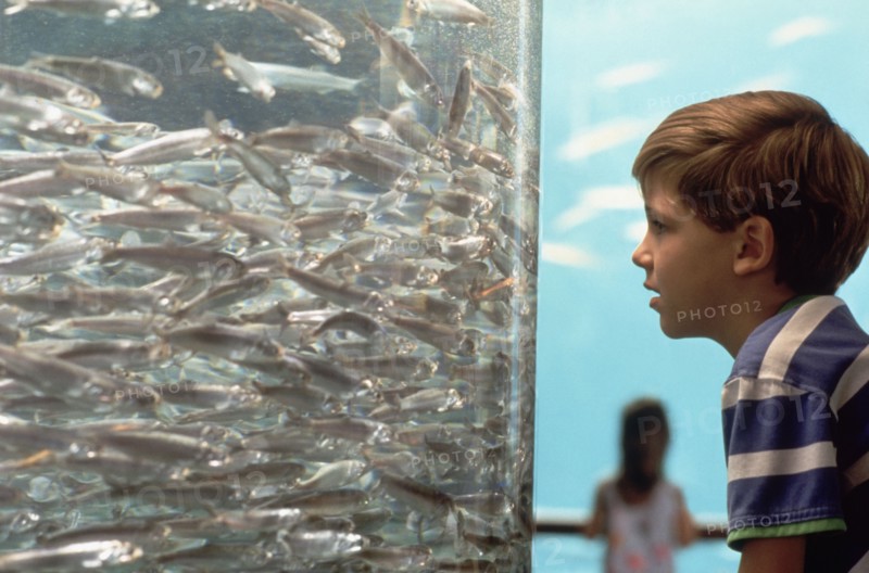 Young boy looking at fish in aquarium. Photo : Fisher Litwin