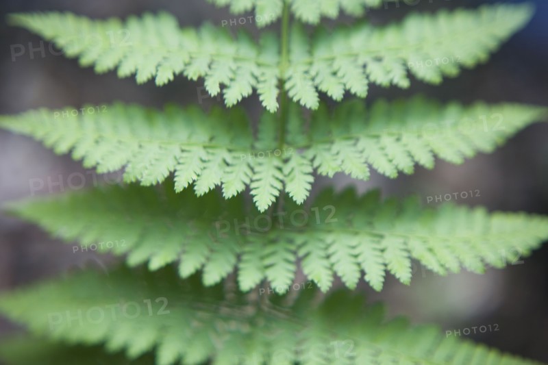 Fern leaves. Photo : David Engelhardt