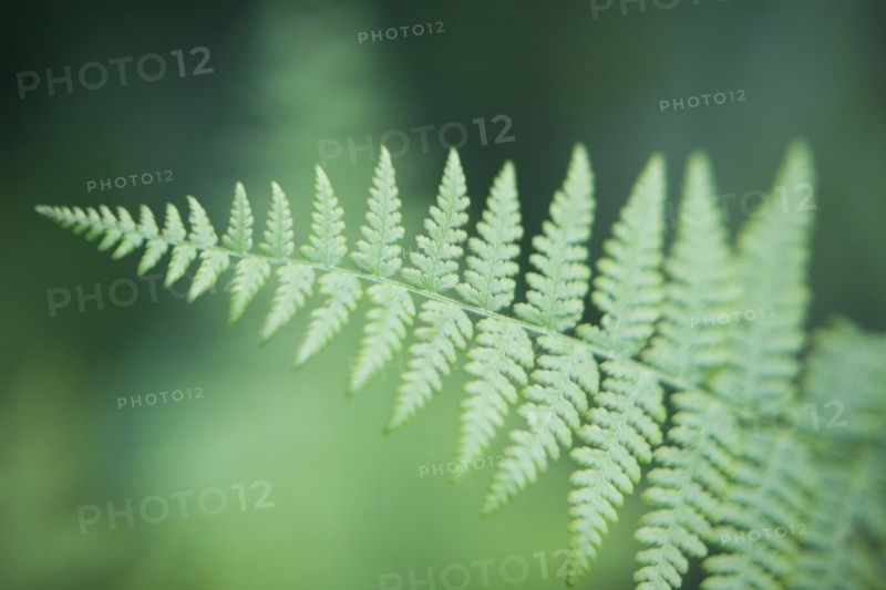 Fern leaf. Photo : David Engelhardt
