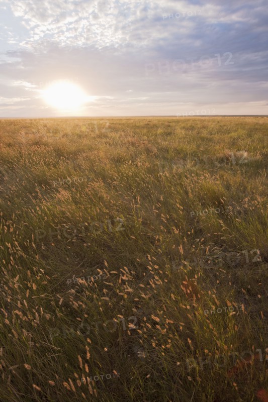 Prairie grass at sunset.