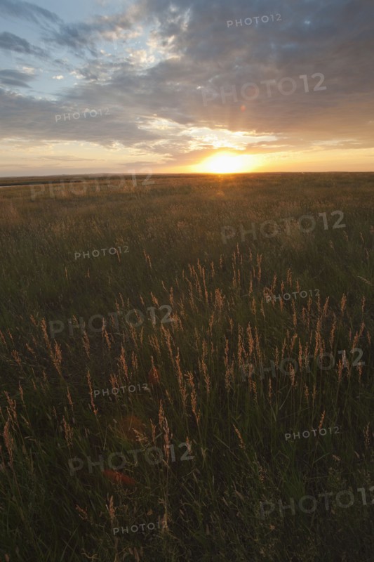 Prairie grass at sunset.