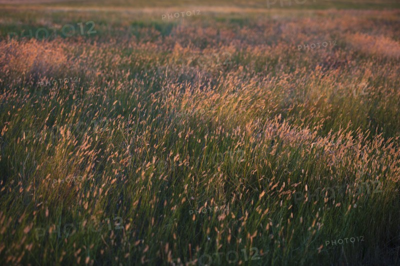 Prairie grass.