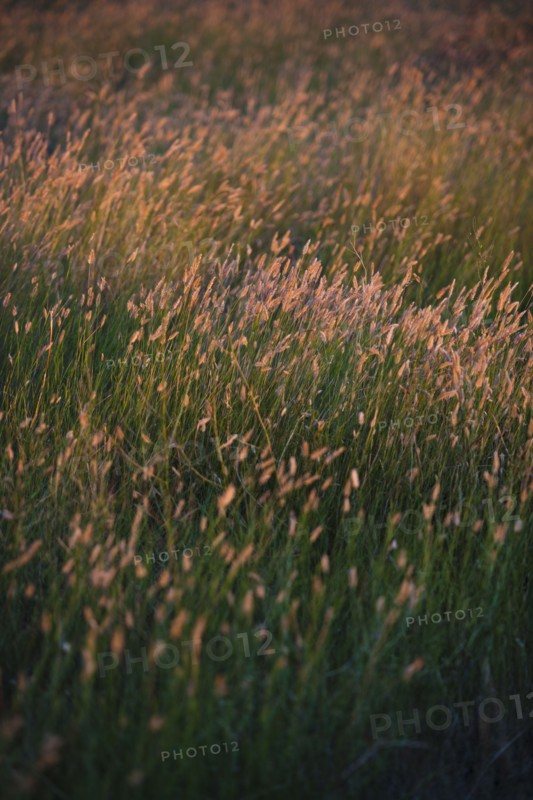 Green prairie grass.