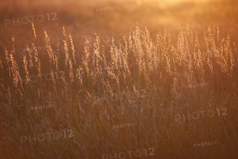 Prairie grass at sunset.