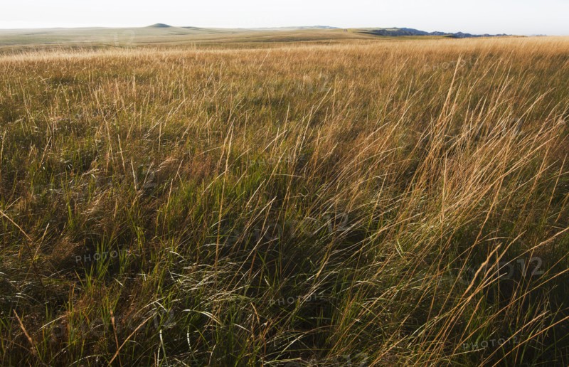 Prairie grass.