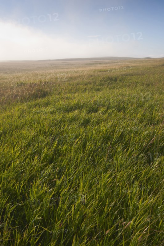 Prairie grass.