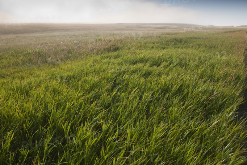 Prairie grass.