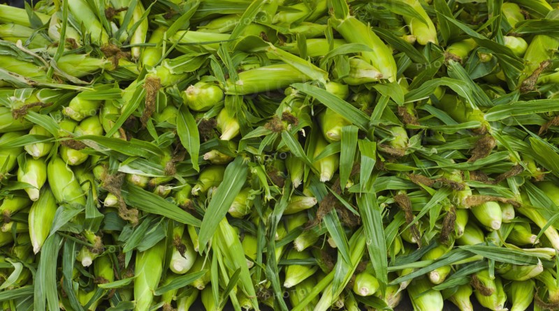 Corn on farmer's market.
