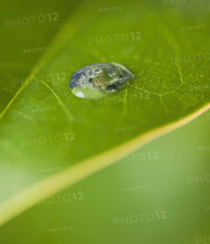 USA, New Jersey, Jersey City, Extreme close-up view dew of leaf. Photo : Daniel Grill