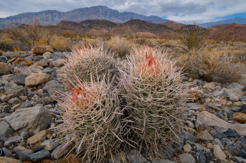 USA, California, Cactus in desert . Photo : Gary J Weathers