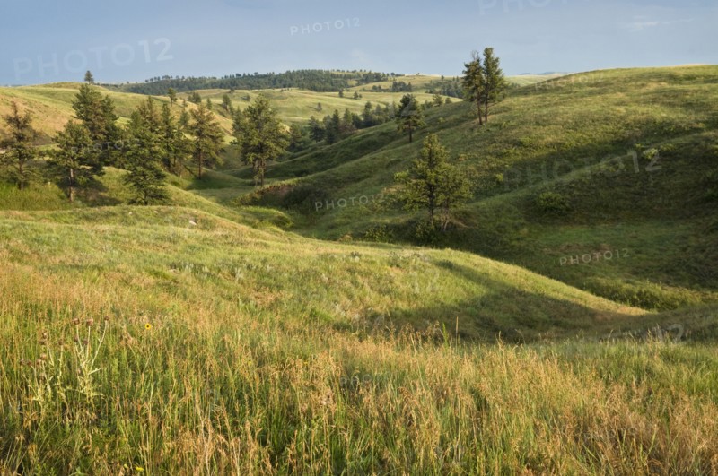 USA, Nebraska, green field. Photo : Gary J Weathers