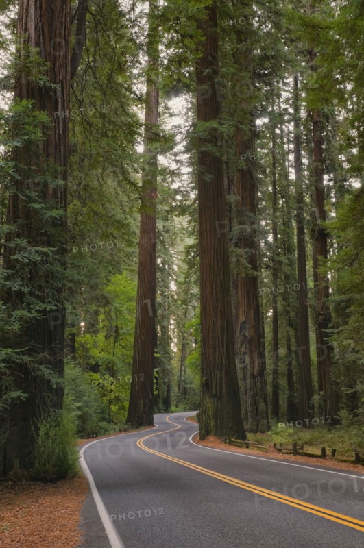 USA, California, road through Redwood forest. Photo : Gary J Weathers