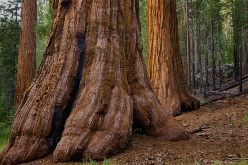 USA, California, Giant Sequoia tree. Photo : Gary J Weathers