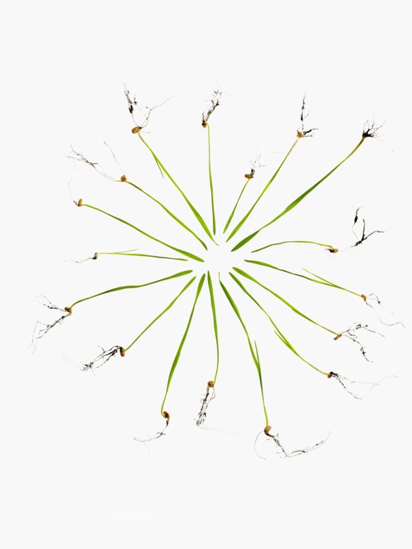 Studio shot of blades of grass with bulbs and roots. Photo : David Arky