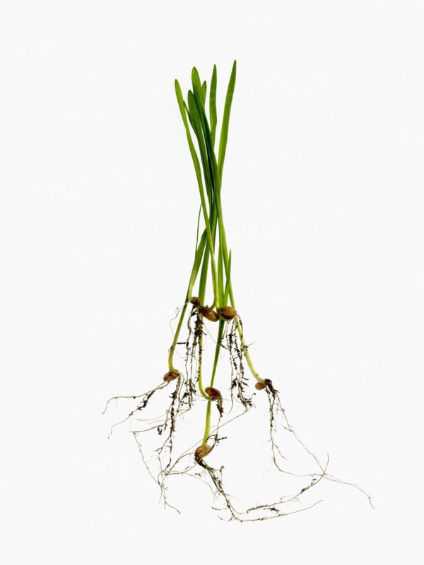 Studio shot of blades of grass with bulbs and roots. Photo : David Arky