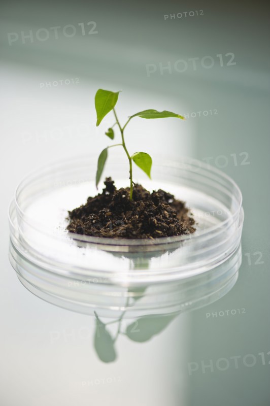 USA, New Jersey, Jersey City, Seedling growing in petri dish.