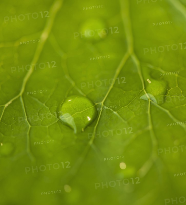 Dew drops on leaf. Photo : Daniel Grill