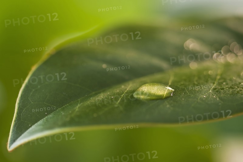 Dew drops on leaf. Photo : Daniel Grill