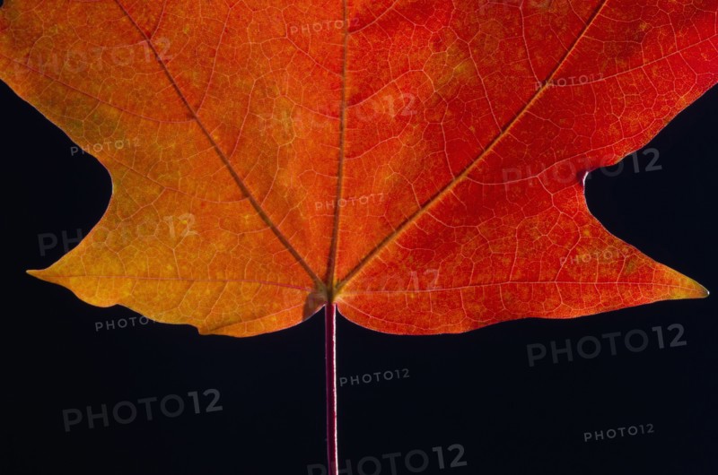 Autumn Maple leaf on black background.