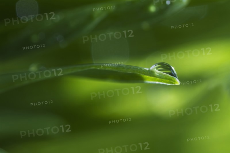 USA, New Jersey, Jersey City, Drop on blade of grass.